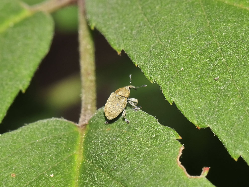 Sibinia viscariae (Curculionidae)
